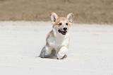 CORGI PEMBROKE 200